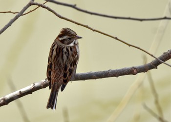 Rustic Bunting Akigase Park Sun, 2/12/2023