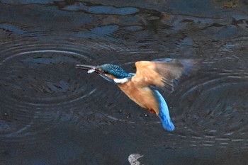 Common Kingfisher Mizumoto Park Sun, 2/26/2023