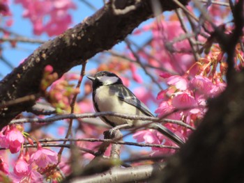 Japanese Tit Unknown Spots Thu, 3/2/2023