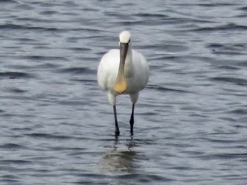 Eurasian Spoonbill Teganuma Sat, 10/15/2022