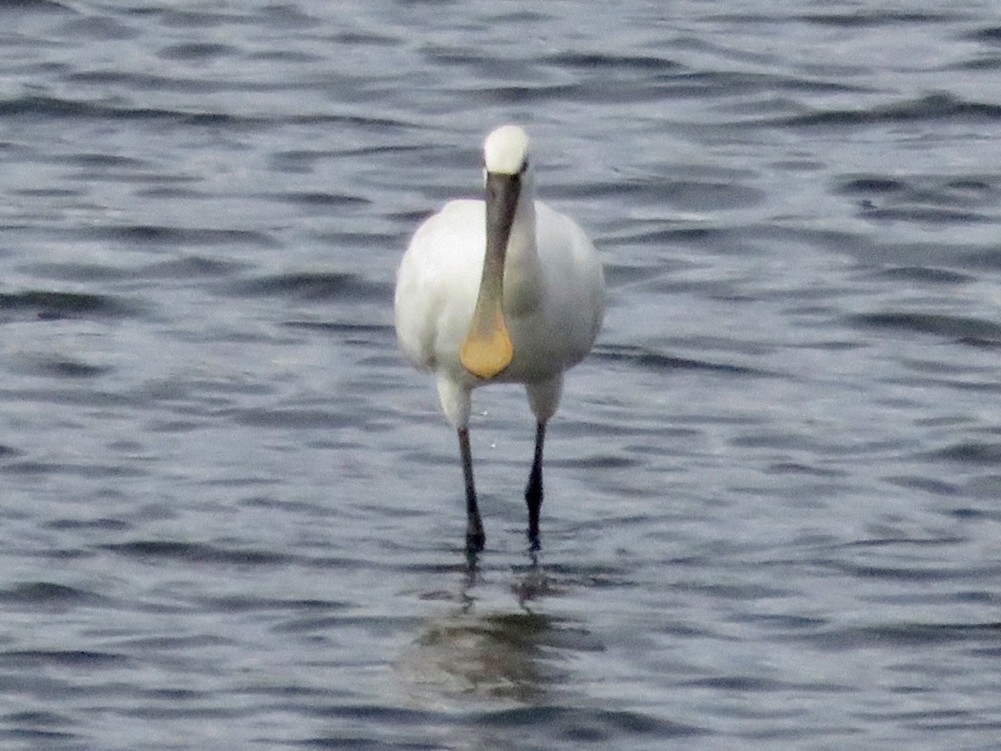 Photo of Eurasian Spoonbill at Teganuma by WATARAI