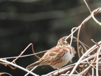 Rustic Bunting 横浜市 Sat, 2/25/2023