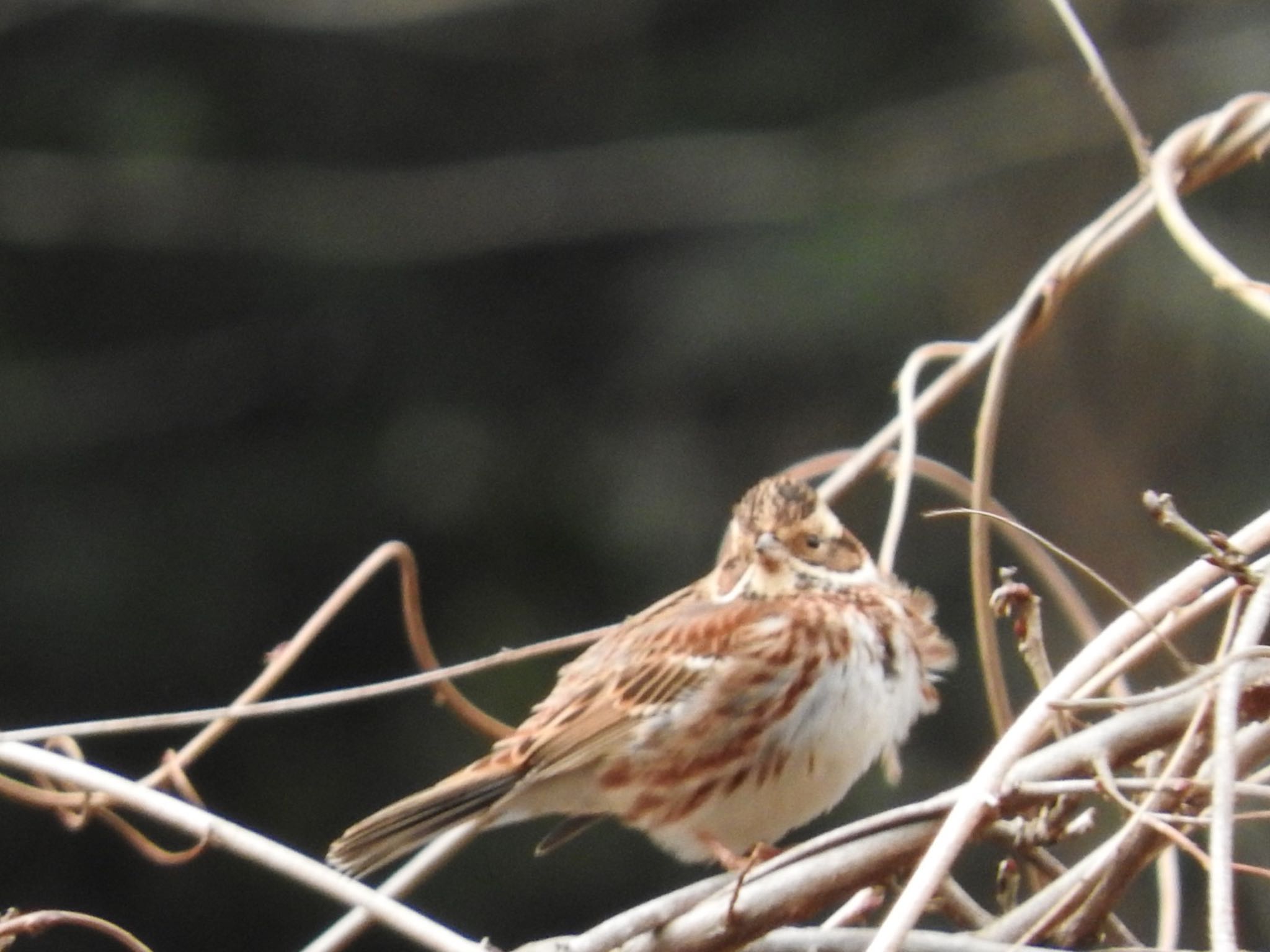 Photo of Rustic Bunting at 横浜市 by まさ