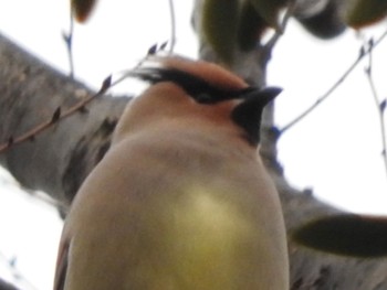 Japanese Waxwing 川崎市 Fri, 2/24/2023