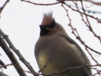 Japanese Waxwing 川崎市 Fri, 2/24/2023