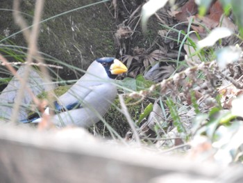 Japanese Grosbeak 横浜市 Thu, 2/23/2023