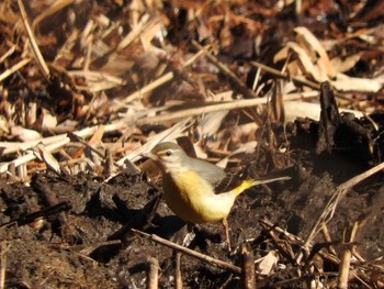 Grey Wagtail 横浜市 Sun, 2/5/2023