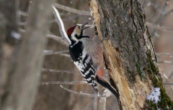 White-backed Woodpecker(subcirris) Lake Utonai Sat, 2/25/2023