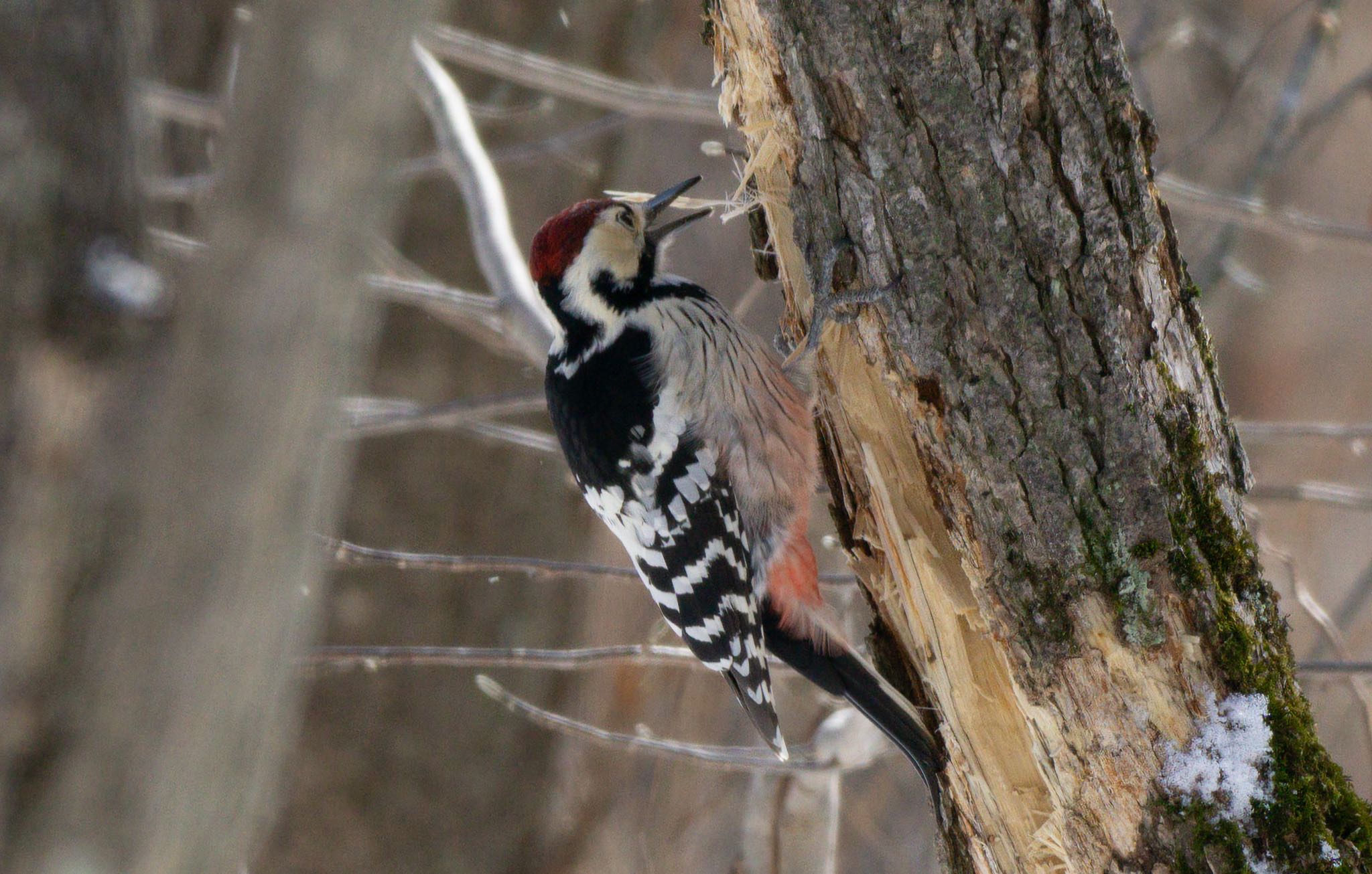 Photo of White-backed Woodpecker(subcirris) at Lake Utonai by マルCU