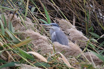 アオサギ 群馬県井野川 2017年11月19日(日)