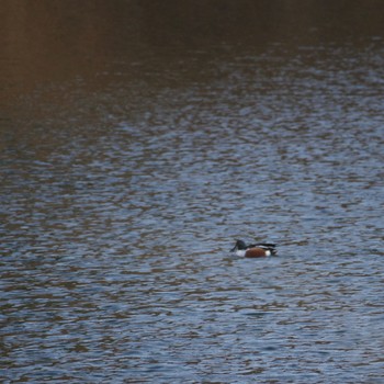 Northern Shoveler 仙台市・台原森林公園 Wed, 3/1/2023