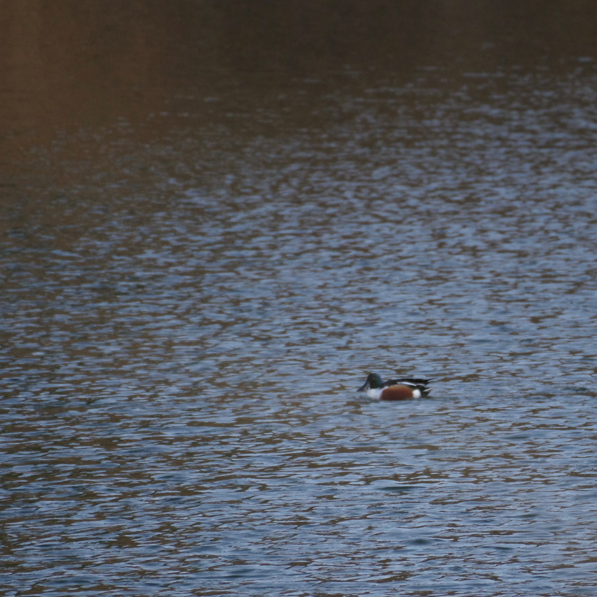 Photo of Northern Shoveler at 仙台市・台原森林公園 by モズもず