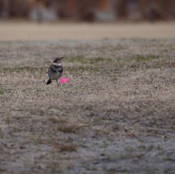 Dusky Thrush 仙台市・台原森林公園 Wed, 3/1/2023