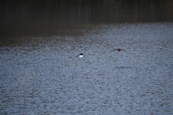 Common Merganser 仙台市・台原森林公園 Wed, 3/1/2023