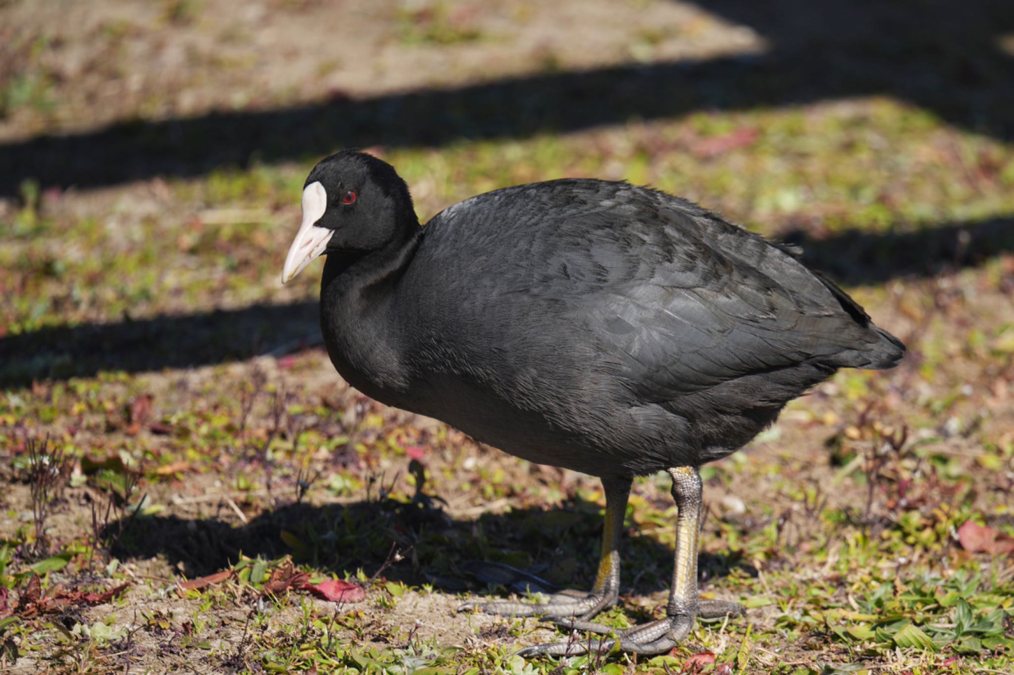 Eurasian Coot