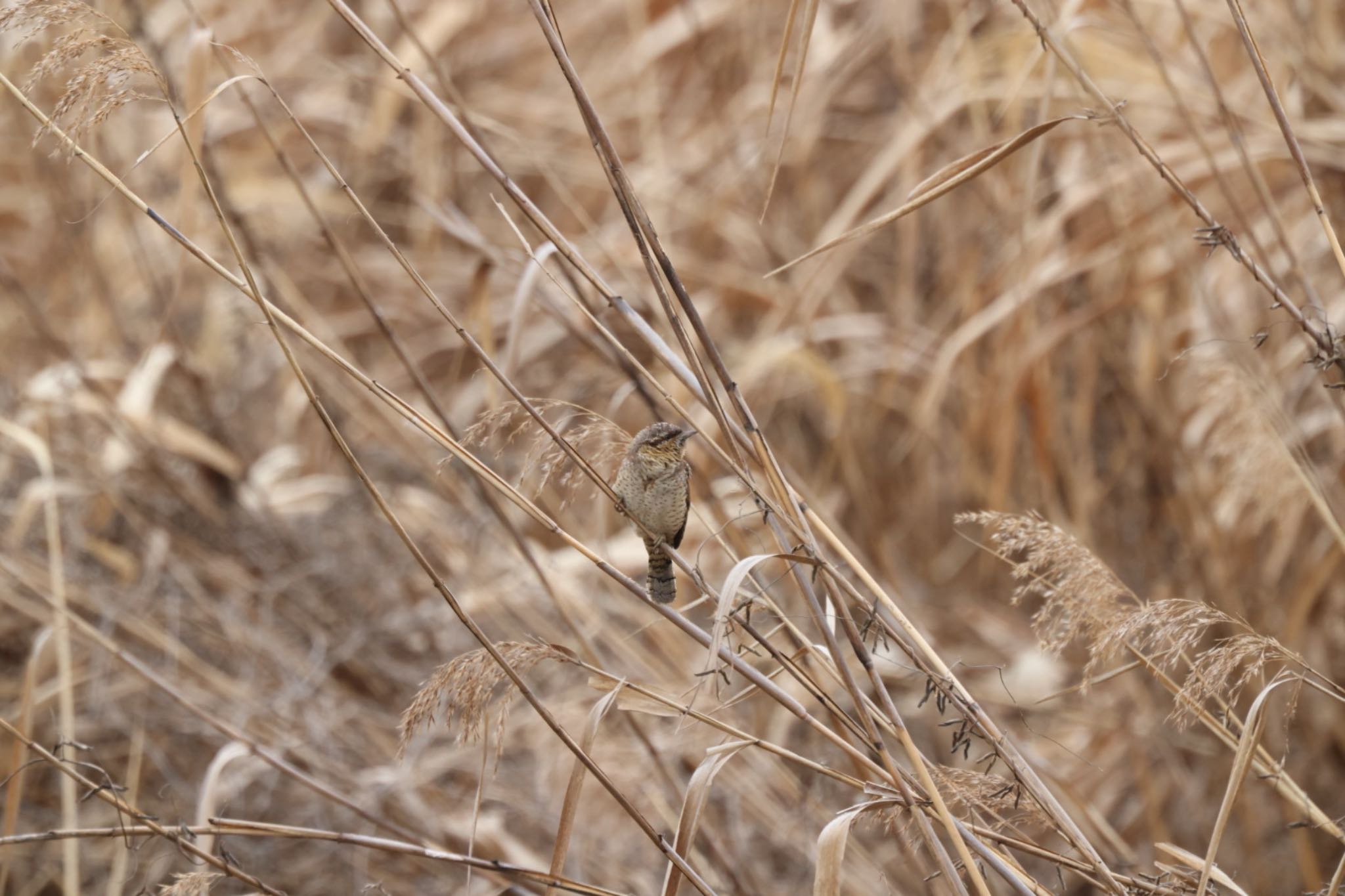 Untitled Photo by アカウント6292