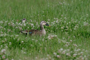 Eastern Spot-billed Duck Unknown Spots Mon, 4/30/2018