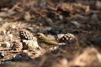 Olive-backed Pipit Nara Park Thu, 2/9/2023