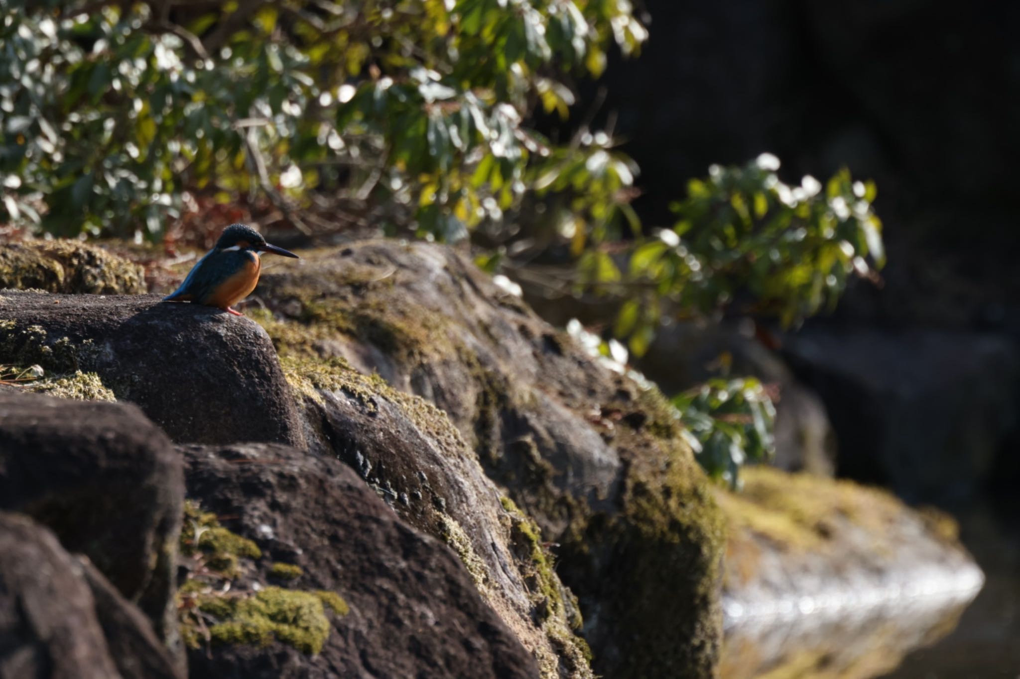 Photo of Common Kingfisher at Nara Park by アカウント6292