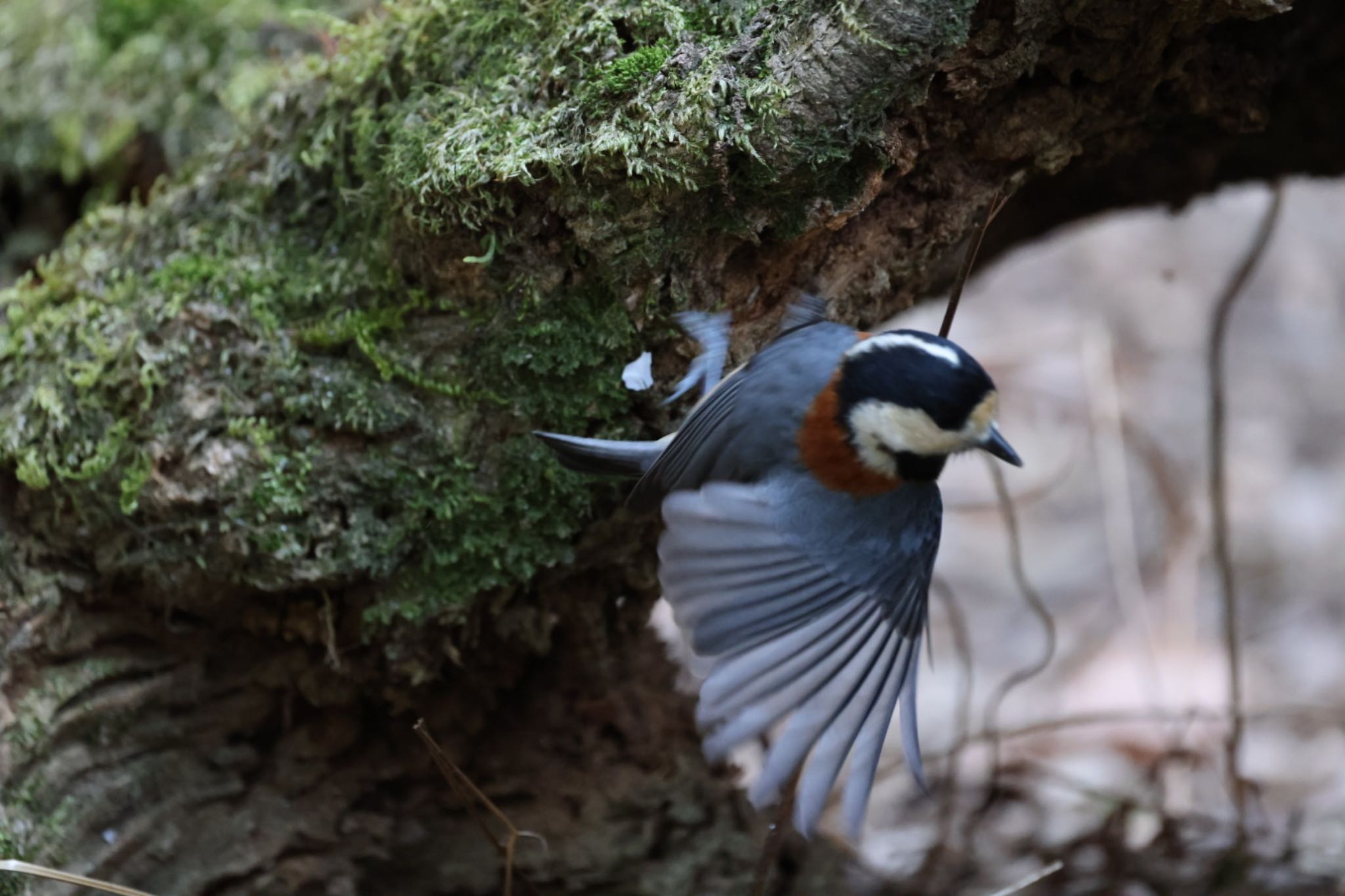 Photo of Varied Tit at Nara Park by アカウント6292