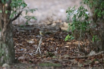 Red-flanked Bluetail Nara Park Thu, 2/9/2023