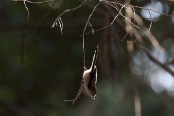 Long-tailed Tit Nara Park Thu, 2/9/2023