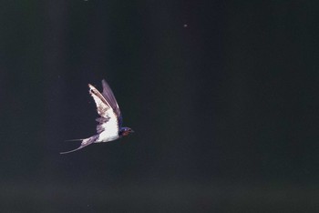 Barn Swallow 庚申山公園 Sat, 5/5/2018