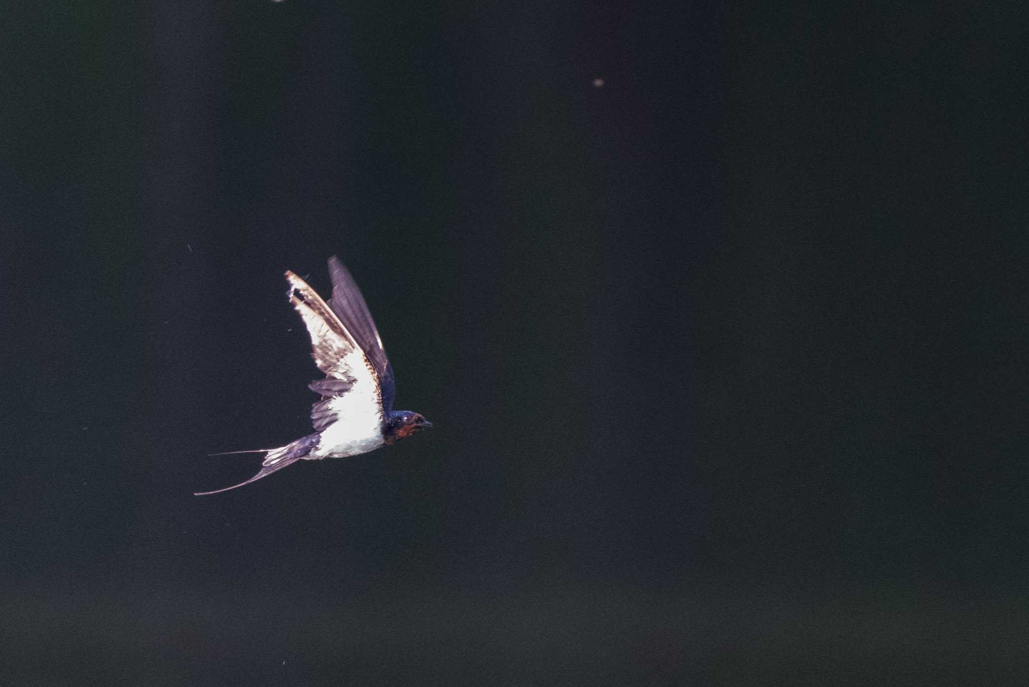 Photo of Barn Swallow at 庚申山公園 by ninjya