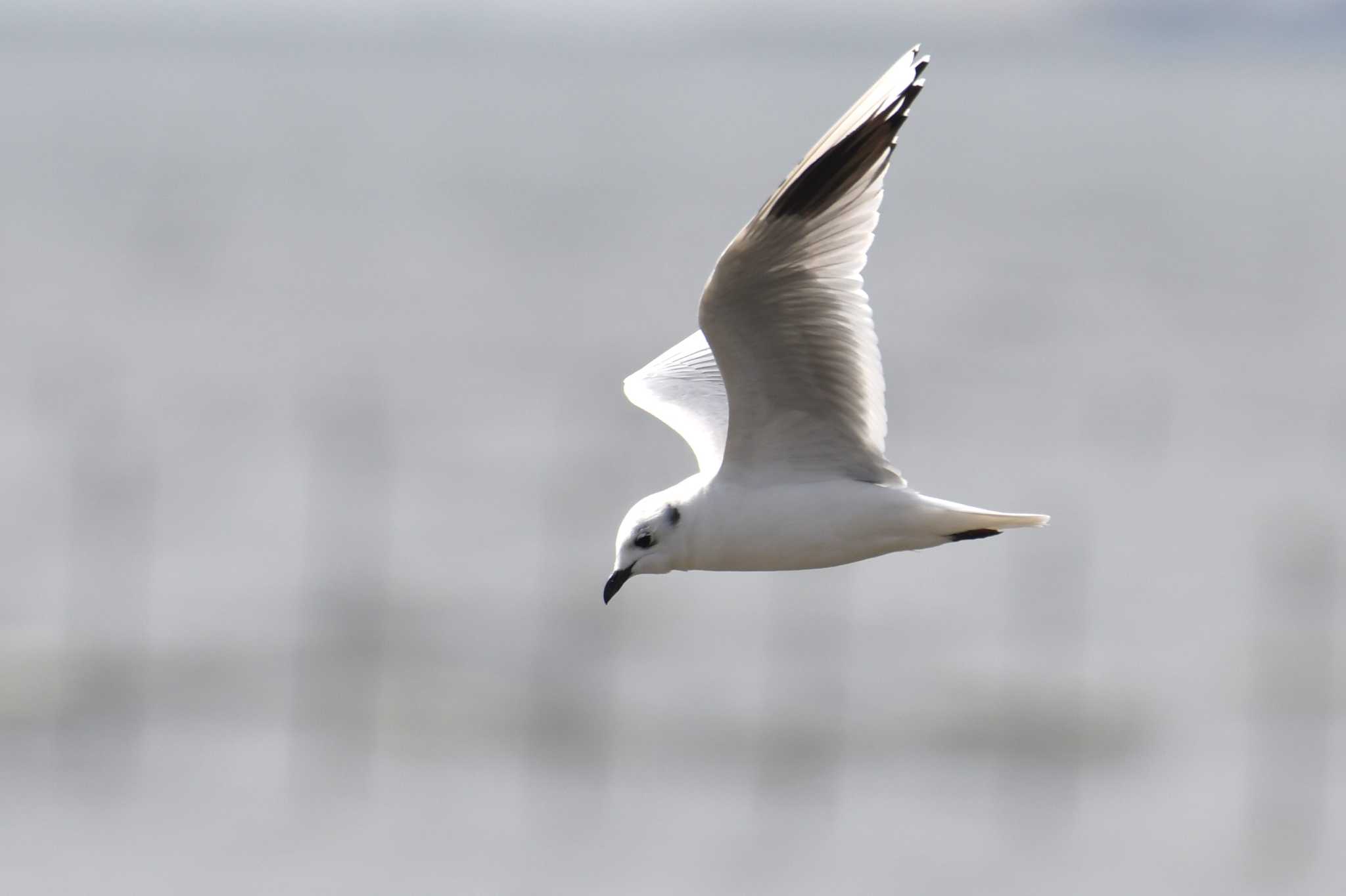 Photo of Saunders's Gull at Sambanze Tideland by Semal