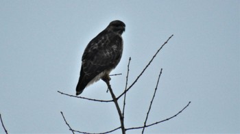 Eastern Buzzard 南佐久 Mon, 2/27/2023