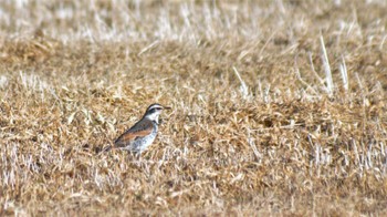 Dusky Thrush 南佐久 Thu, 3/2/2023