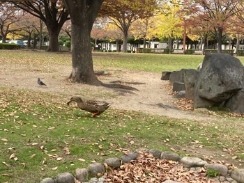 Eastern Spot-billed Duck 大物公園 Wed, 11/25/2020