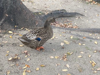 Eastern Spot-billed Duck 大物公園 Wed, 11/25/2020