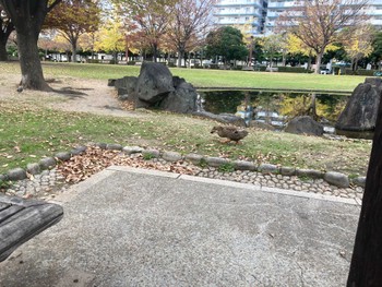 Eastern Spot-billed Duck 大物公園 Wed, 11/25/2020