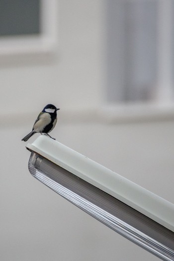 Japanese Tit 都内市街地 Wed, 3/1/2023