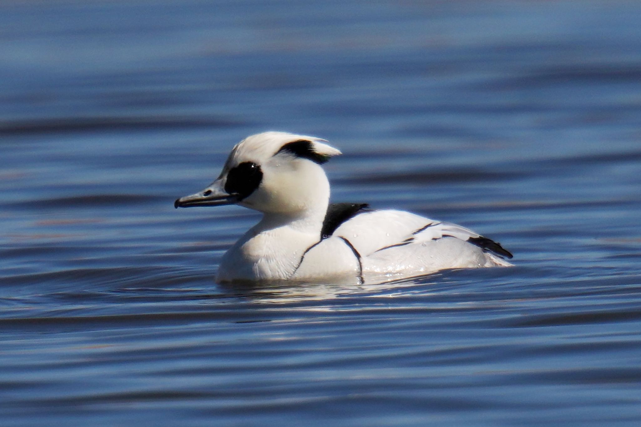 Smew