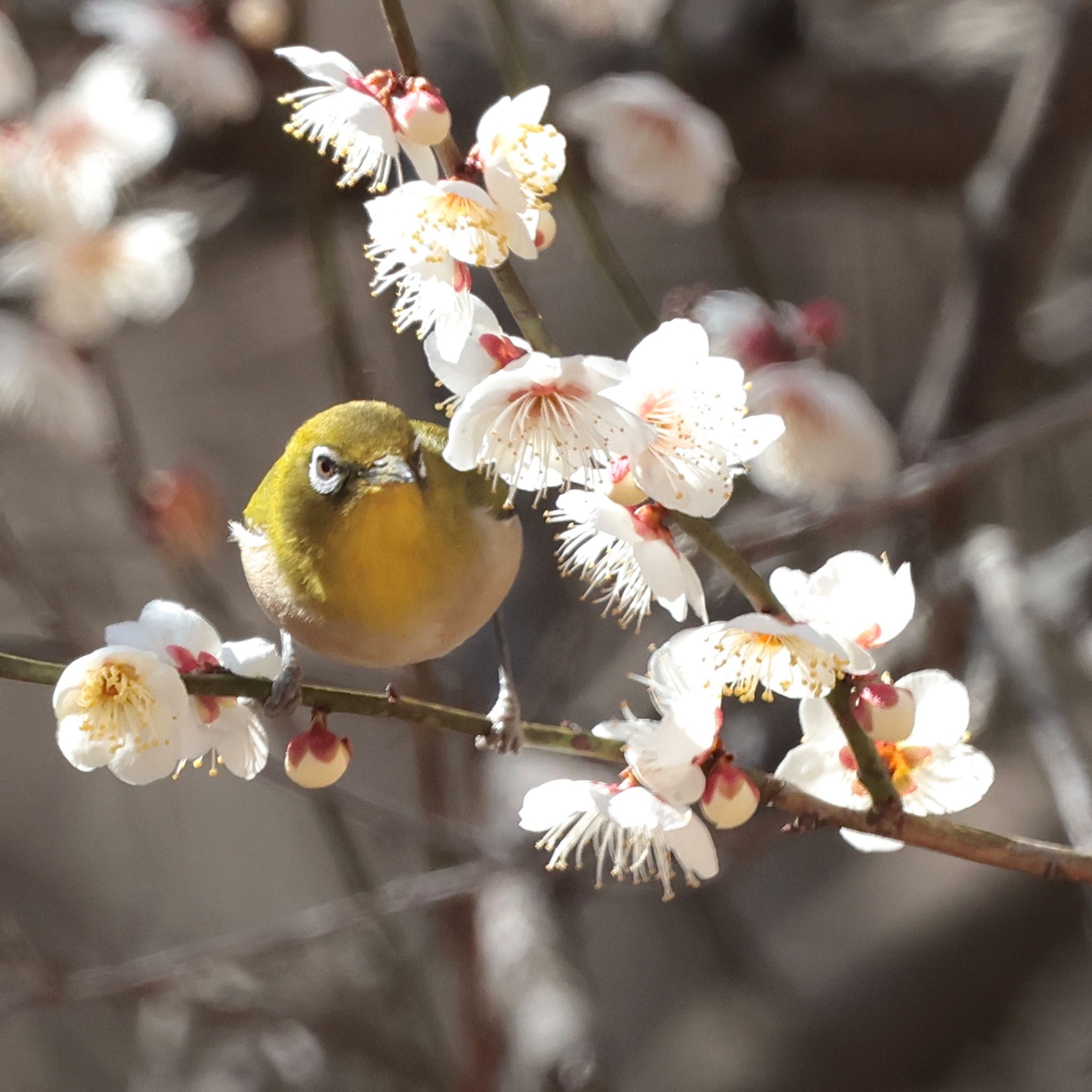 Warbling White-eye