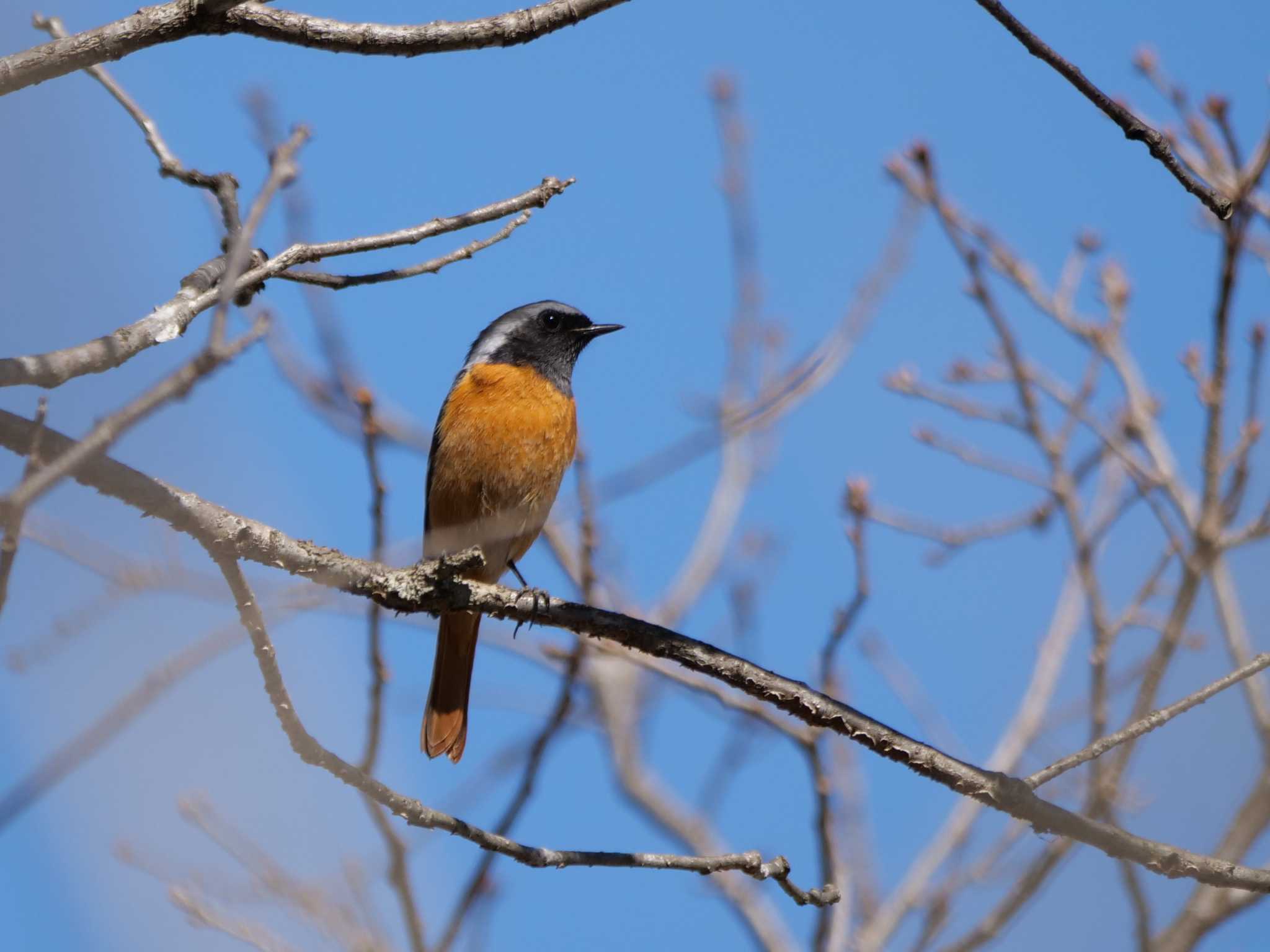 春の青空に、茶・黒・シルバー・・ by little birds