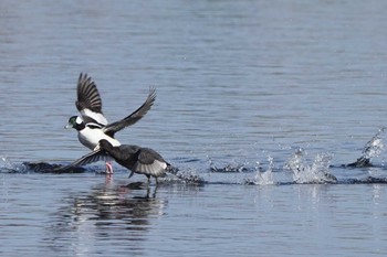 ヒメハジロ 多摩川 2022年12月31日(土)