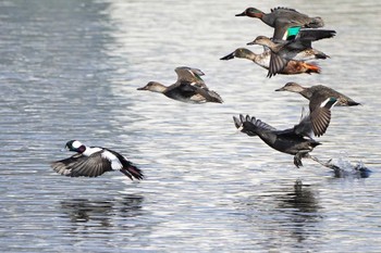 Bufflehead 多摩川 Sat, 12/31/2022