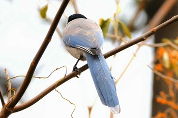 Azure-winged Magpie お台場海浜公園 Fri, 2/24/2023