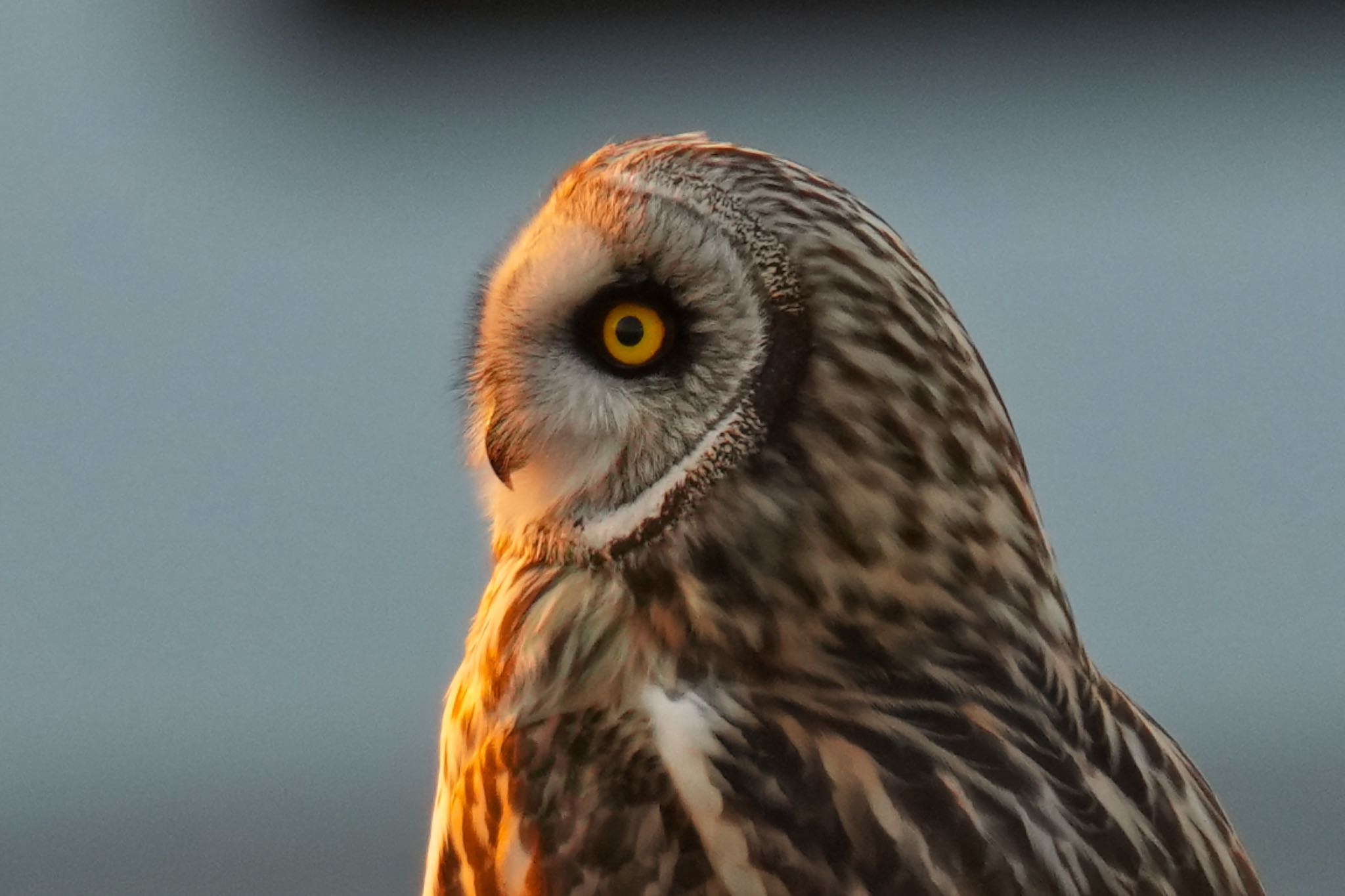 江戸川(三郷) コミミズクの写真 by アポちん