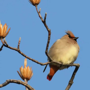 Japanese Waxwing 勅使池(豊明市) Unknown Date