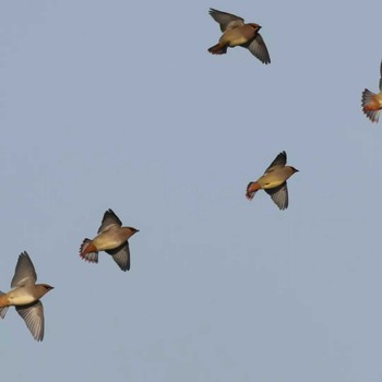 Japanese Waxwing 勅使池(豊明市) Unknown Date