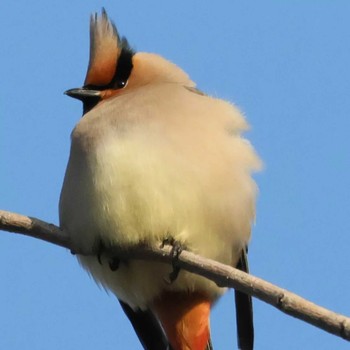 Japanese Waxwing 勅使池(豊明市) Unknown Date