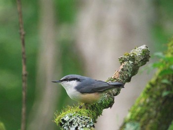 Eurasian Nuthatch 侭下林道 Sat, 8/27/2022