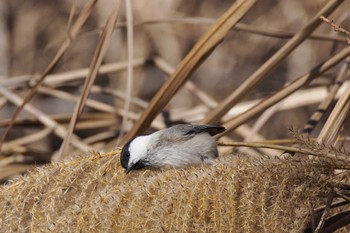 Willow Tit 牛奥峠 Sun, 11/27/2022