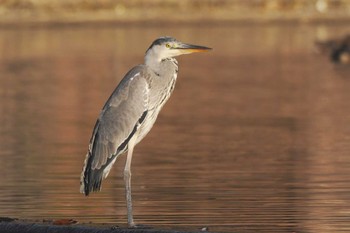 2022年11月27日(日) ちどり湖の野鳥観察記録