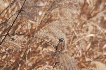 Meadow Bunting 牛奥峠 Sun, 11/27/2022