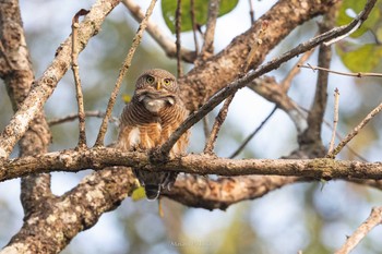 Asian Barred Owlet Doi Pha Hom Pok National Park Thu, 2/23/2023